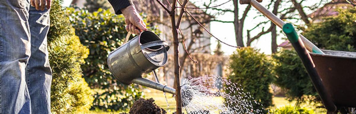 Man watering young tree in yard