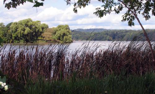 Cootes Paradise wetlands