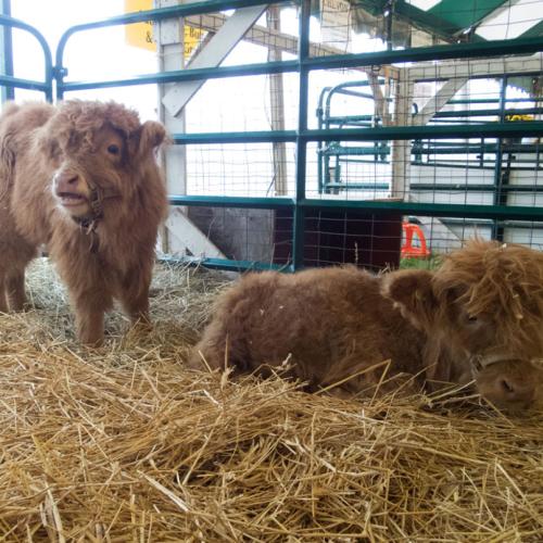 Brown calfs with hay in a pen enclosure