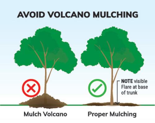 illustration of does and donts of mulching trees