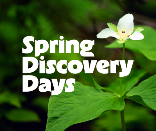 Spring Discovery Days