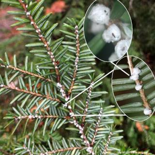 close up of hemlock wolly which look like cotton balls or clumps of snow at the base of pine needles.