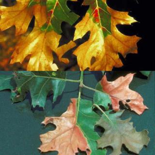 Leaf affected by oak wilt