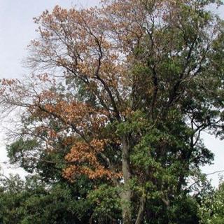 Tree affected by oak wilt
